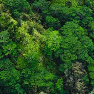 Green view wallpaper