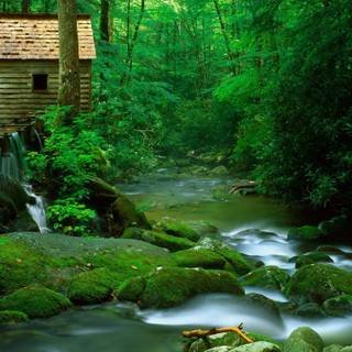 Green view wallpaper