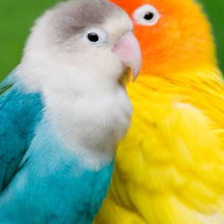 Pet birds wallpaper