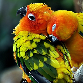 Pet birds wallpaper