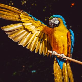 Pet birds wallpaper