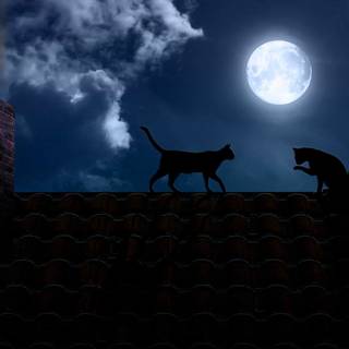 Night cat wallpaper