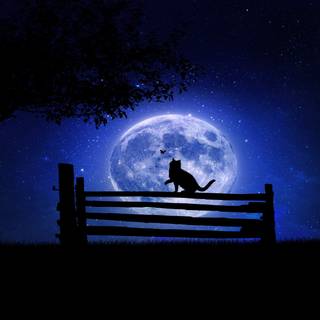 Night cat wallpaper