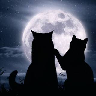 Night cat wallpaper