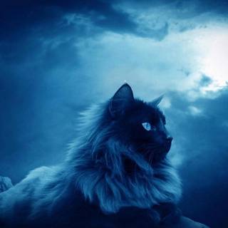 Night cat wallpaper