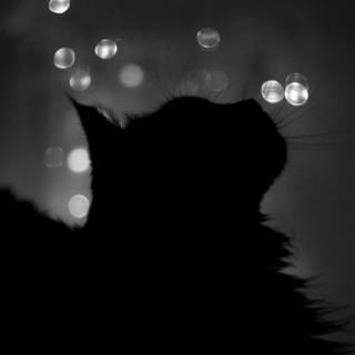 Night cat wallpaper
