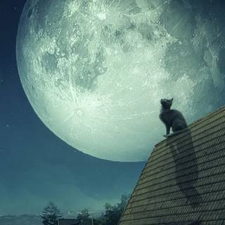 Night cat wallpaper