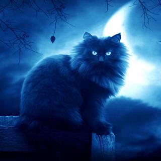 Night cat wallpaper
