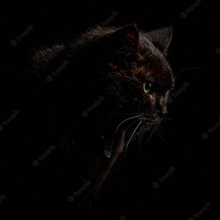 Night cat wallpaper