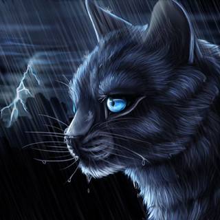 Night cat wallpaper