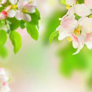 Spring perfume wallpaper