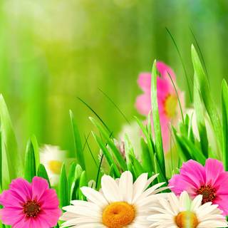 Spring flower mobile wallpaper