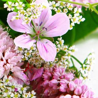 Spring flower mobile wallpaper