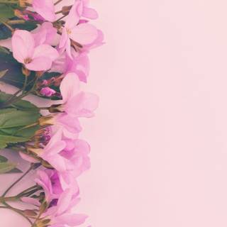 Spring flower mobile wallpaper