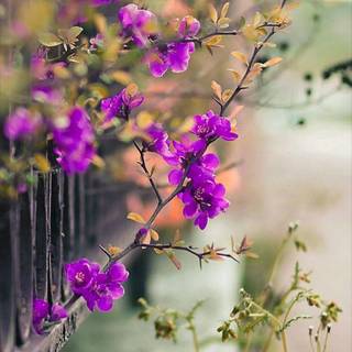 Spring flower mobile wallpaper