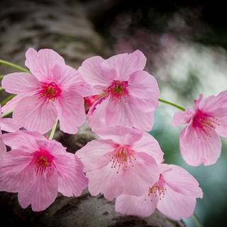 Japanese spring flower wallpaper