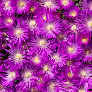 Spring flower mobile wallpaper