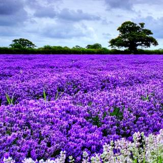 Spring flower mobile wallpaper