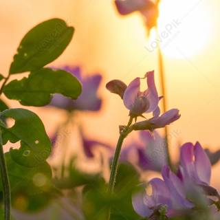 Spring flower mobile wallpaper