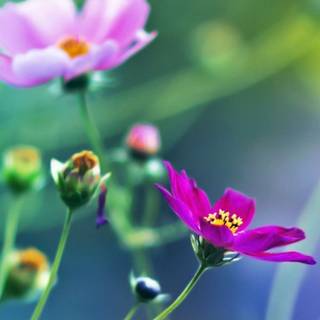 Spring flower mobile wallpaper