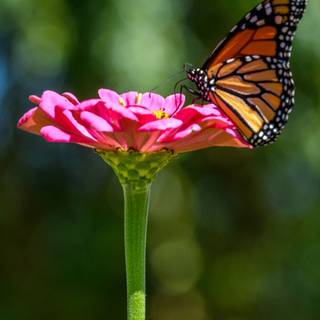 Spring flower mobile wallpaper