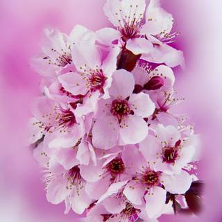 Spring flower mobile wallpaper