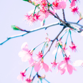 Spring flower mobile wallpaper