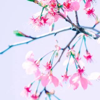 Spring flower mobile wallpaper