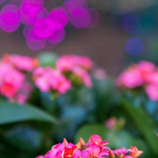 Spring flower mobile wallpaper