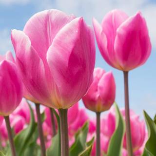 Spring flower mobile wallpaper