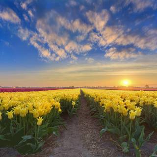 Spring sunsets laptop wallpaper