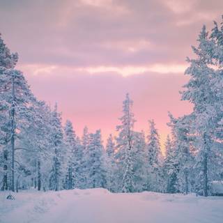 Winter vibes cute wallpaper