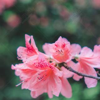 Spring flower mobile wallpaper