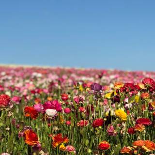 Spring flower mobile wallpaper