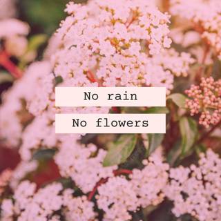 Spring flower mobile wallpaper