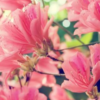 Spring flower mobile wallpaper