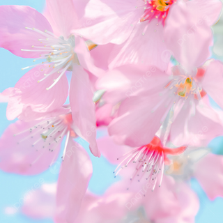 Spring flower mobile wallpaper