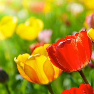 Spring perfume wallpaper