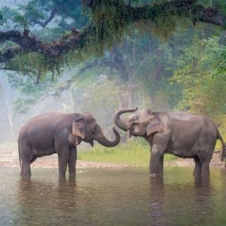 Thailand elephant wallpaper