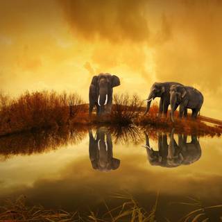 Thailand elephant wallpaper