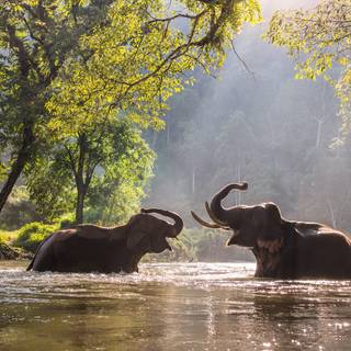 Thailand elephant wallpaper