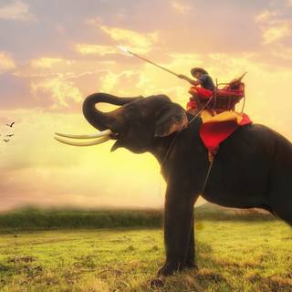 Thailand elephant wallpaper