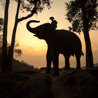 Thailand elephant wallpaper
