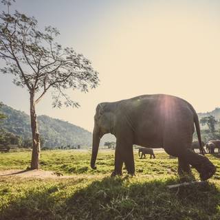 Thailand elephant wallpaper