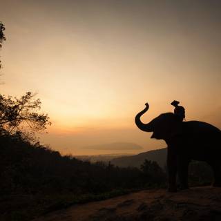 Thailand elephant wallpaper