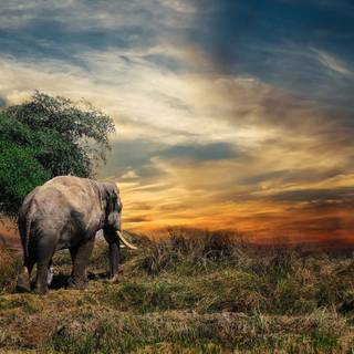 Thailand elephant wallpaper