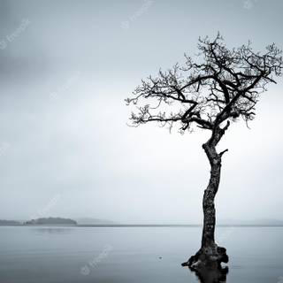 Loch Lomond wallpaper