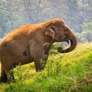 Thailand elephant wallpaper