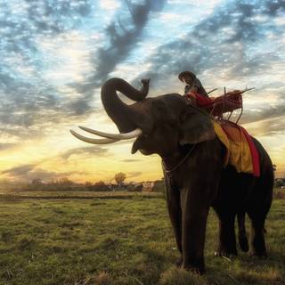 Thailand elephant wallpaper