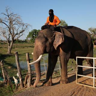 Thailand elephant wallpaper